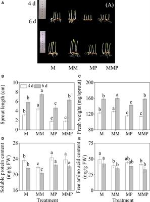 Melatonin mediates phenolic acids accumulation in barley sprouts under MeJA stress